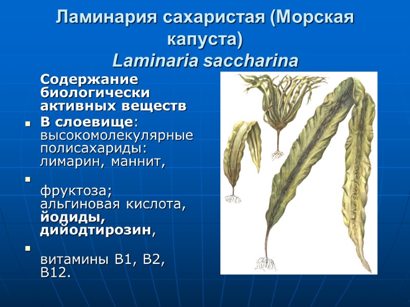 Ламинария сахаристая (Морская капуста) Laminaria saccharina  Содержание биологически активных веществ В слоевище: высокомолекулярные